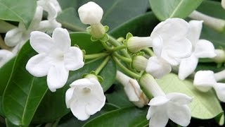 HOW TO GROW AND CARE FOR  HOUSE PLANTS - STEPHANOTIS FLORIBUNDA
