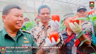 PETANI SUKABUMI, CEPOGO TANAM PAPRIKA