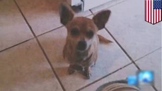 Animal abuse: PETA steals and kills family’s healthy beloved pet Chihuahua