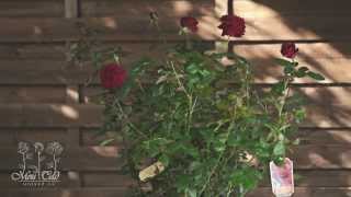 Роза Gospel (Новинка 2011) [ROSEN TANTAU]