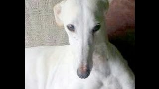 Adopta un galgo, no te arrepentirás!