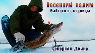 Весенний налим. Рыбалка на жерлицы. Северная Двина