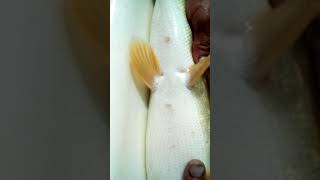 Как отличить у щуки самца от самки