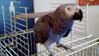 PONTIOS PAPAGALOS XOREYEI PONTIAKA