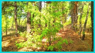 Поход в лес за грибами Отдых на природе Тихая охота???