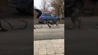 Кинология у вас дома. ЗКС с ВЕО (восточноевропейская овчарка) часть 2