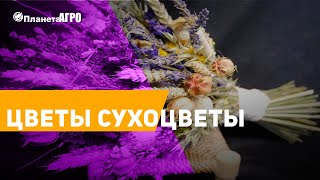 ? Семена сухоцветы Флористические аксессуары ? Планета Агро