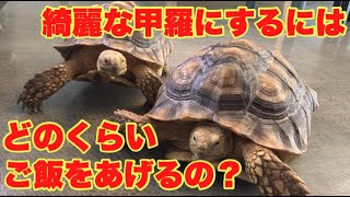リクガメの甲羅を綺麗に大きく育てる方法とは・・・　*爬虫類*