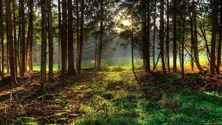 Канарейка и лес Пение кенара в живом лесу Звуки природы Пение канарейки