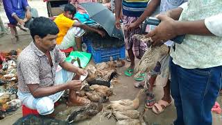 হাঁস মুরগির পাইকারী ও খুচরা বাজার | বরমী বাজার, শ্রীপুর, গাজীপুর | Bormi Bazar, Sreepur, Gazipur
