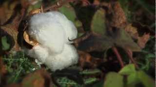 India - the cotton country - Gudrun Sjödén