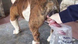 Breeding English bulldogs - English bulldog collection and artificial insemination