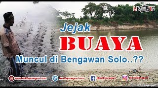 JEJAK BUAYA MUNCUL DI BENGAWAN SOLO