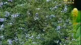 Ayoob Tarish - ghazal Ramah