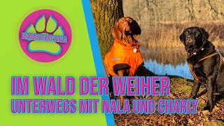 Der Wald ? der Weiher - Waschweiher - Wandern mit Hund ?