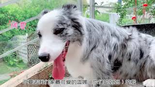 若风若风VLOG：狗生第一次打针！五只小奶狗快萌翻啦