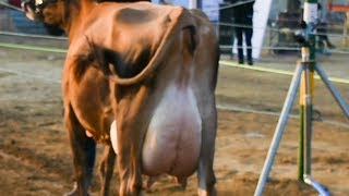Best Jersey cow in India