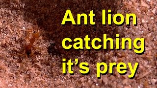 An antlion catching its prey