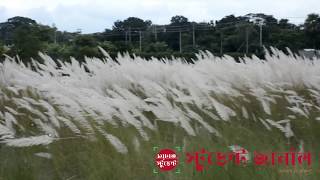 Kashful || শরতের কাশফুল