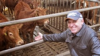 Фермерское хозяйство в Германии, коровника КРС,краткий видио  обзор, A farm is in Germany, cowshed