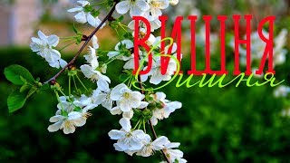 ПОД ОКНОМ ШИРОКИМ / Разбор на гармони