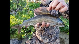 Кольский полуостров. Трофейная рыбалка. Ловля хариуса. Серебрянка 2018 год