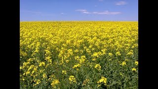 зимовка пчел в изоляторах Миленина