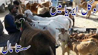 Sahiwal Cross |Walayti Cross Bachrian For Sale In Janwar Mandi Doli Shaeed Jhang