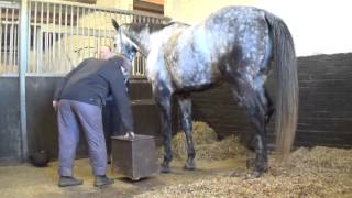 Equine McTimoney Manipulation Therapy session