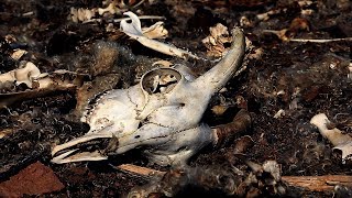 South Africa is Killing the Farmlands
