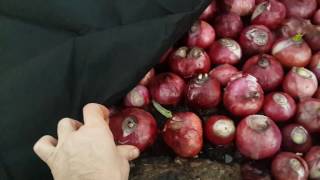 Теплица 1 га. От посадки, до уборки урожая (часть 2)