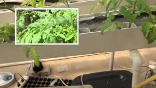 تجربتي مع الزراعة المائية hydroponic الموسم الثاني الجزء ال