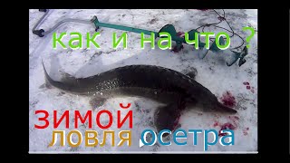 ЛОВЛЯ ОСЕТРА В ПОДМОСКОВЬЕ, КРАСНОГОРСК БИГ КАРП ,FISHING FOR STURGEON IN THE SUBURBS