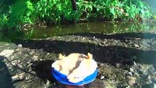 Подводные съемки ловли на "Пробку", рыбалка онлайн. Ловля карася. fishing озеро Карасун, Краснодар
