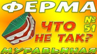 Муравьиная ферма своими руками.  Что не так с гипсовыми формикариями?