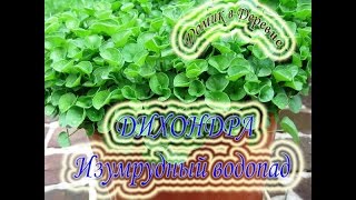 ДИХОНДРА Изумрудный водопад! Пикирование !