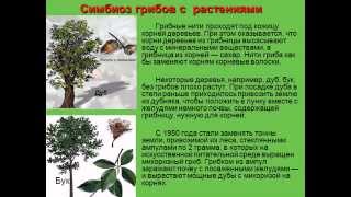 Грибы презентация по биологии