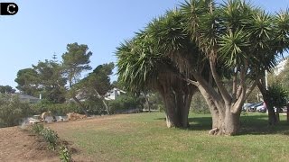 Novo Espaço Verde em Carcavelos