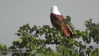 Brahminy Kite, White-bellied Sea Eagle,Booted Eagle & Black-winged Kite In Nature