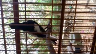 JUAL KACER  GACOR,.JAWA BARAT
