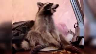 Прикольные еноты/Funny raccoon №1