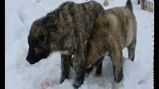 Бой алабаев (САО). Драка алабаев. Dogfight