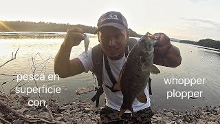 pesca de superficie con el señuelo mas carnivoro whopper plopper