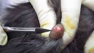 castration cat Кастрация кота 16 10 14
