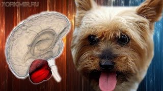 Атаксия у собак | Симптомы | Причины | Лечение.