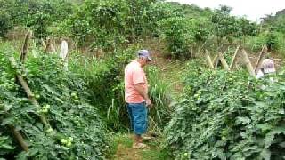 Plantação de tomate, Entre Folhas-MG.