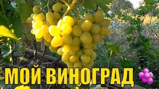 Мой виноград - Аркадия, Лора, Ливия, Кодрянка и др.