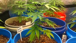 Cannabis Breeding - Selecting Phenotype