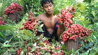 Primitive Technology: Find Wild Fruits