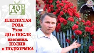 ПЛЕТИСТАЯ РОЗА. Уход ДО, ПОСЛЕ и ВО ВРЕМЯ цветения. ПОЛИВ и ПОДКОРМКА